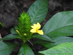 Barleria oenotheroides