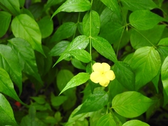 Haplophyton cimicidum