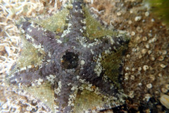 Meridiastra occidens