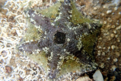 Meridiastra occidens