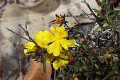 Hibbertia aurea