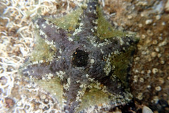 Meridiastra occidens