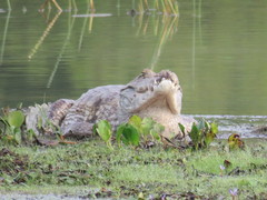Caiman crocodilus crocodilus