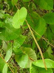Mandevilla subsessilis