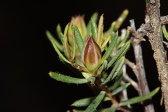 Hibbertia aurea