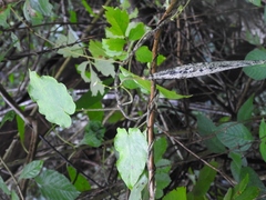 Matelea velutinoides