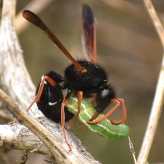 Hypodynerus vespiformis
