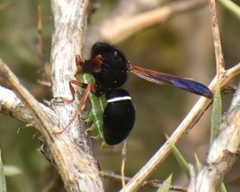 Hypodynerus vespiformis