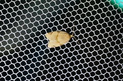 Neocalyptis angustilineata