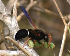 Hypodynerus vespiformis