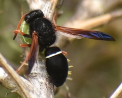 Hypodynerus vespiformis