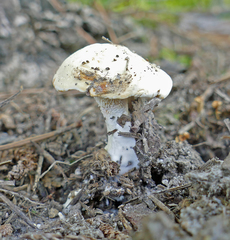 Hydnum alboaurantiacum