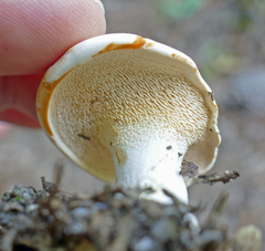 Hydnum alboaurantiacum