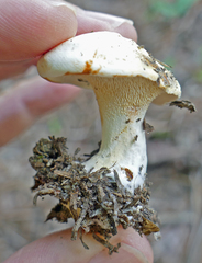 Hydnum alboaurantiacum