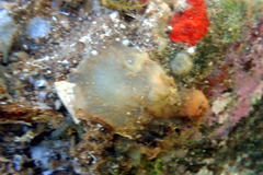 Phlebobranchia