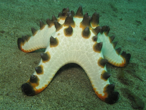 Chocolate Chip Sea Star, photo 4 of 7