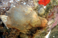 Phlebobranchia