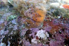 Phlebobranchia