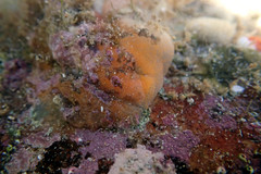 Phlebobranchia