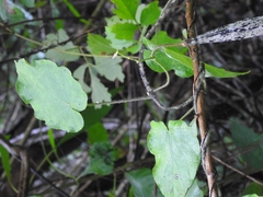Matelea velutinoides
