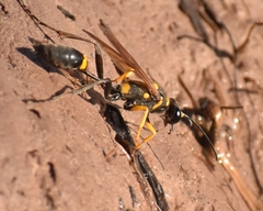 Sceliphron asiaticum