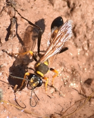Sceliphron asiaticum