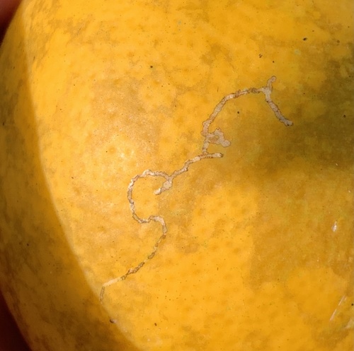 Citrus Peelminer