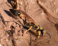 Sceliphron asiaticum