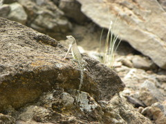 Cophosaurus texanus scitulus