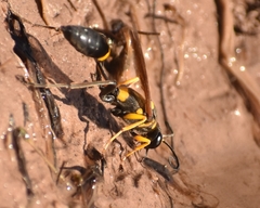 Sceliphron asiaticum