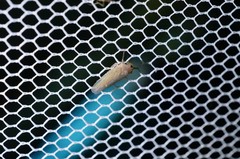 Phlogotettix cyclops