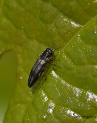 Agrilus derasofasciatus