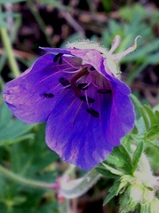 Geranium transbaicalicum