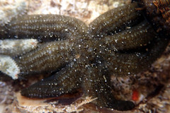 Allostichaster polyplax