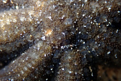 Allostichaster polyplax