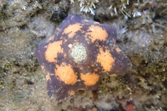 Meridiastra