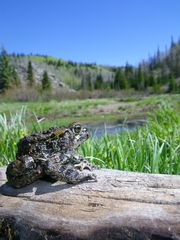 Anaxyrus boreas boreas