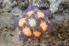 Meridiastra