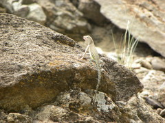 Cophosaurus texanus scitulus
