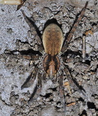 Arctosa villica