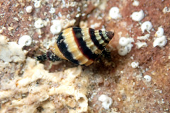 Austromitra analogica