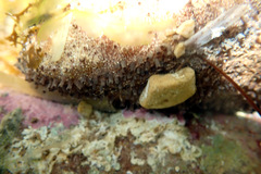 Australostichopus mollis