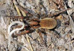 Arctosa villica