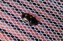 Glischrochilus japonius