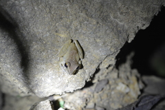 Pristimantis charlottevillensis
