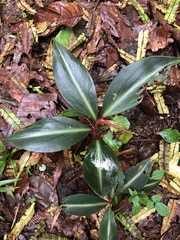 Costus laevis image