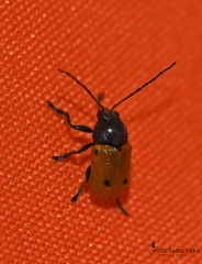 Cryptocephalus ilicis