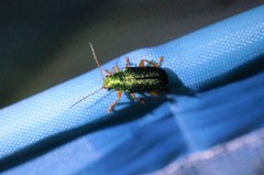 Abiromorphus anceyi