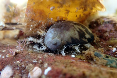 Stomatella impertusa