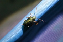 Abiromorphus anceyi